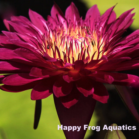 bull's eye | tropical water lily