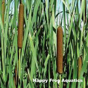 common cattail | typha latifolia