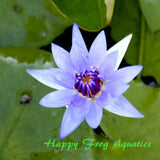 colorata | tropical water lily