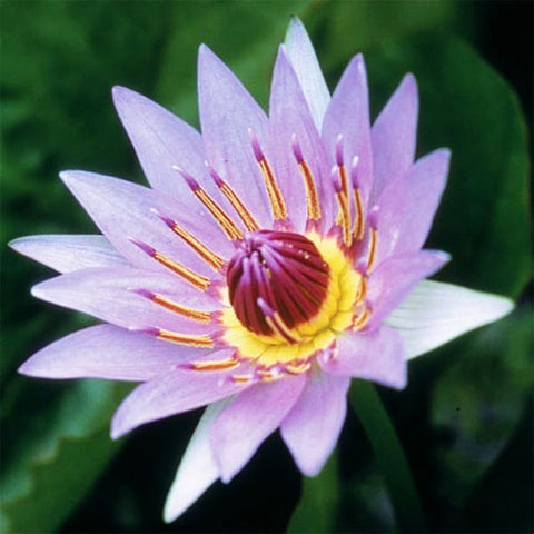 purple tropical water lily | grower's choice