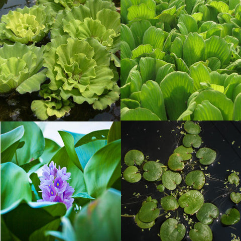 floating pond plant collection small