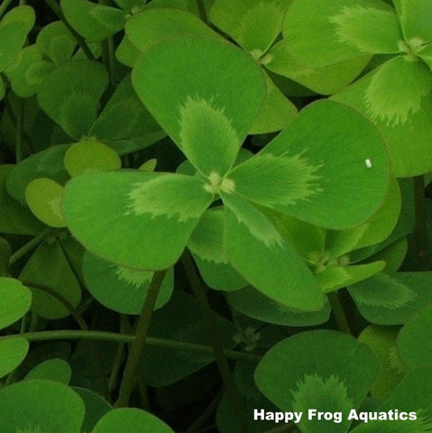 four leaf water clover | marsilea mutica