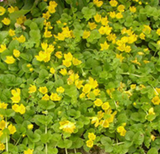 creeping jenny | lysimachia nummularia | potted