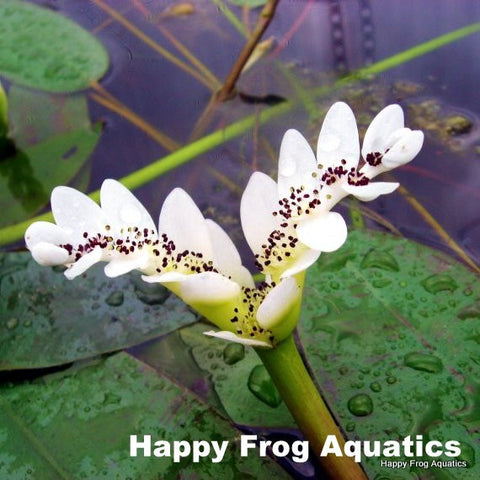 water hawthorne bulbs | aponogeton distachyos