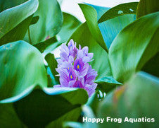 water hyacinth | eichornia crassipes