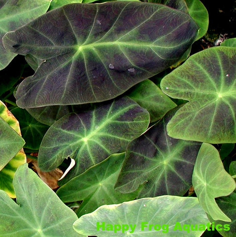 imperial taro | colocasia antiquorum