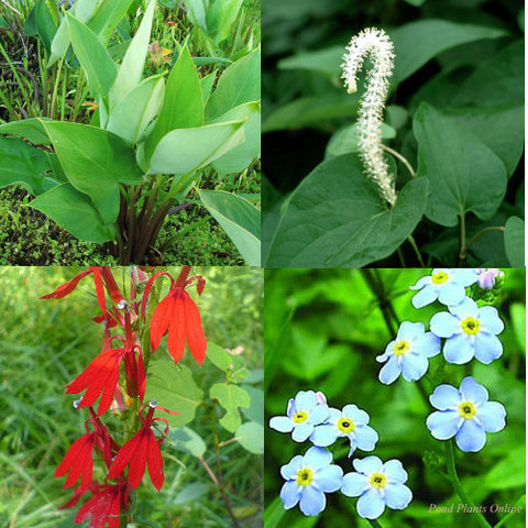 part shade flowering hardy bog plant collection | available april 2022