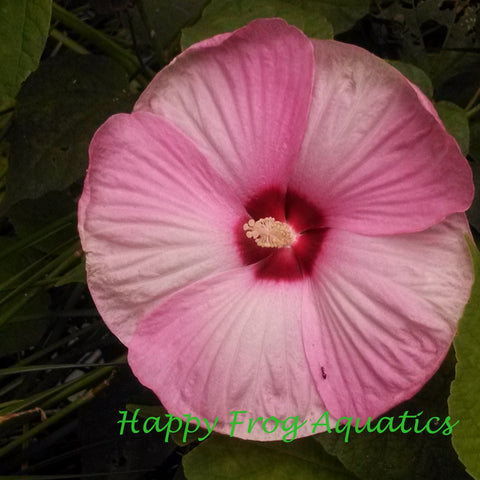 dwarf pink water hibiscus | hibiscus moscheutos