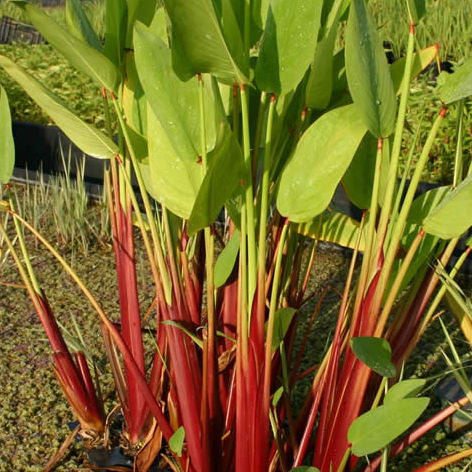 red stem thalia | thalia geniculata ruminoides