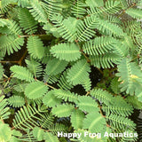 sensitive plant | neptunia aquatica | bare root