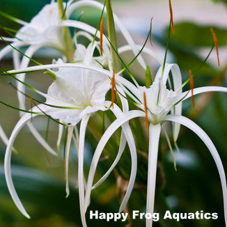spider lily | hymenocallis liriosme