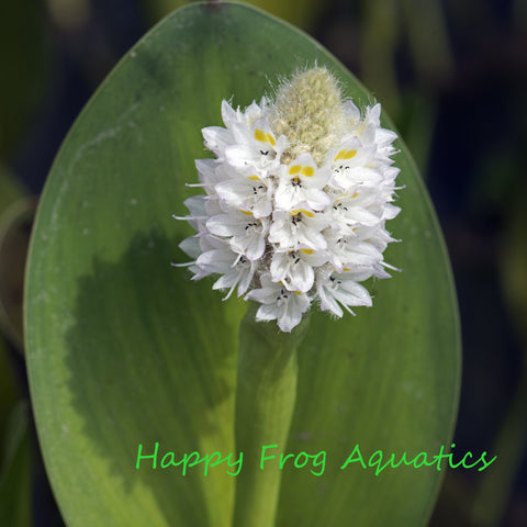 white pickerel rush | pontederia cordata alba