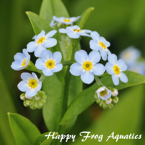 aquatic forget-me-not | myosotis scorpioides