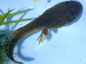 bullfrog tadpoles | bulk quantity - 50+