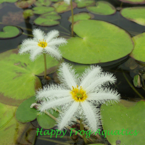 white snowflake | nymphoides indica | 2" potted