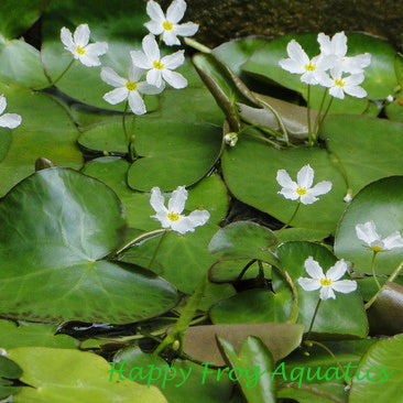 white snowflake | nymphoides indica | bare-root